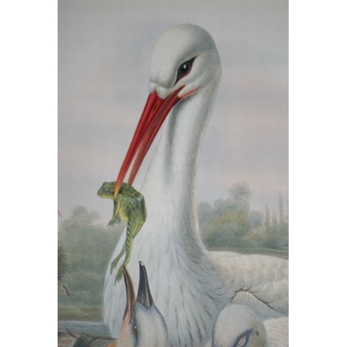 8010 - John Gould - Original lithograph of Stork 1862-73.

This original lithograph of the Stork (Ciconia a... 