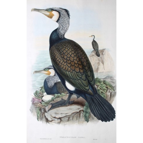 8012 - John Gould - Original lithograph of Cormorant  1862-73.

This original lithograph of the Cormorant (... 