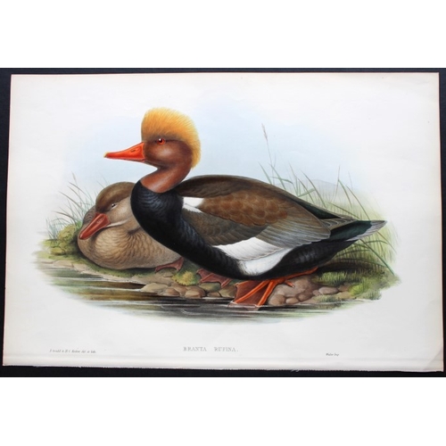 8013 - John Gould - Original lithograph of Red-crested Duck 1862-73.

This original lithograph of the Red-c... 