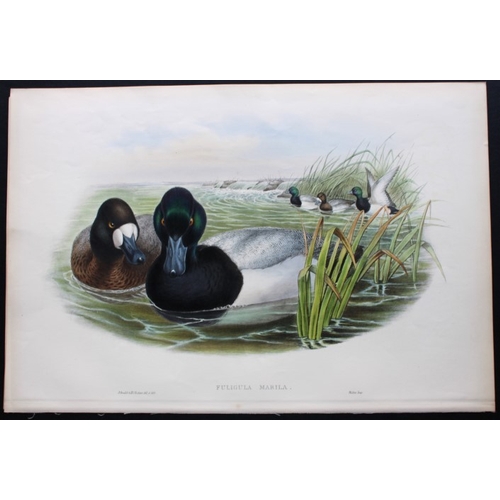 8014 - John Gould - Original lithograph of Scaup Duck  1862-73.

This original lithograph of the Scaup Duck... 