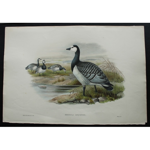 8017 - John Gould - Original lithograph of Bernicle Goose 1862-73.

This original lithograph of the Bernicl... 