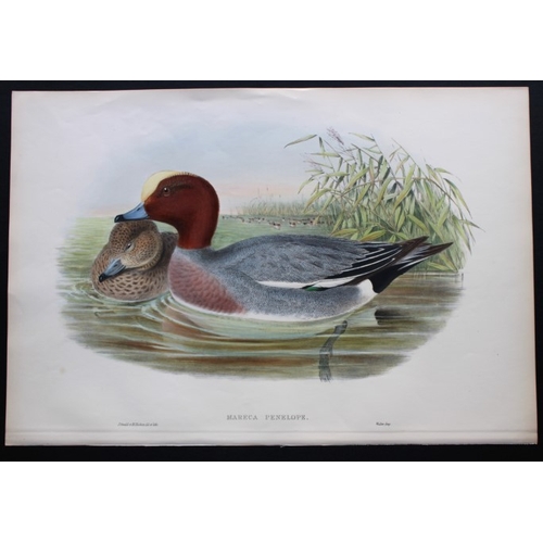 8018 - John Gould - Original lithograph of Widgeon 1862-73.

This original lithograph of the Widgeon (Marec... 