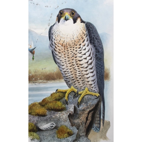 8019 - John Gould - Original lithograph of Peregrine Falcon 1862-73.

This original lithograph of the Pereg... 