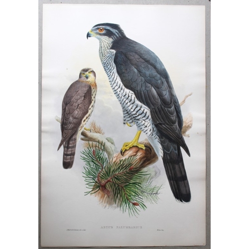 8020 - John Gould - Original lithograph of Goshawk 1862-73.

This original lithograph of the Goshawk ( Astu... 