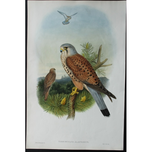 8021 - John Gould - Original lithograph of Kestrel 1862-73.

This original lithograph of the Kestrel (Tinnu... 