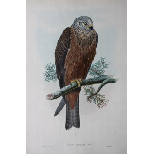 8023 - John Gould - Original lithograph of Black Kite 1862-73.

This original lithograph of the Black Kite ... 