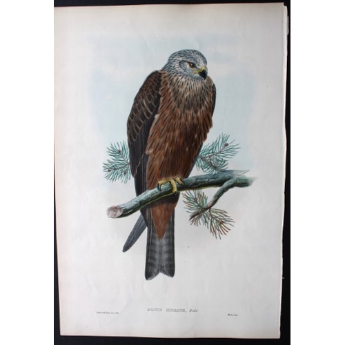 8023 - John Gould - Original lithograph of Black Kite 1862-73.

This original lithograph of the Black Kite ... 