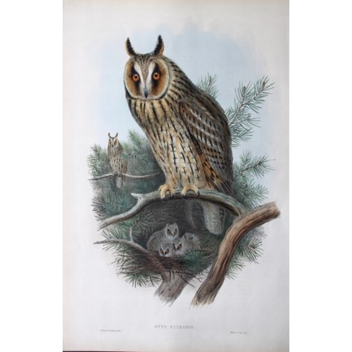 8024 - John Gould - Original lithograph of Long-eared Owl 1862-73.

This original lithograph of the Long-ea... 