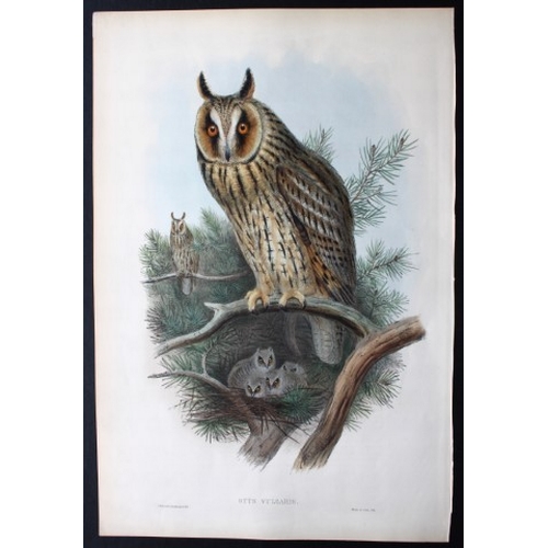 8024 - John Gould - Original lithograph of Long-eared Owl 1862-73.

This original lithograph of the Long-ea... 