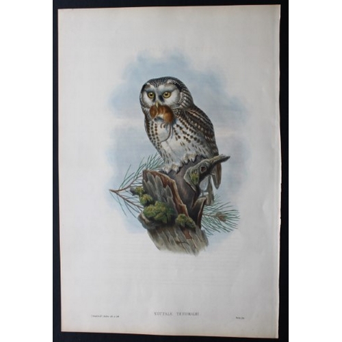 8025 - John Gould - Original lithograph of Brown or Tawny Owl 1862-73.

This original lithograph of the Bro... 