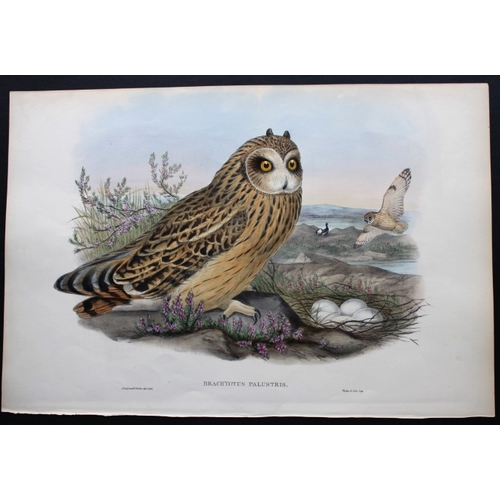 8026 - John Gould - Original lithograph of Short-eared Owl 1862-73.

This original lithograph of the Short-... 