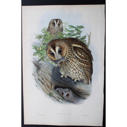 8027 - John Gould - Original lithograph of Tengmalm's Owl 1862-73.

This original lithograph of Tengmalm's ... 