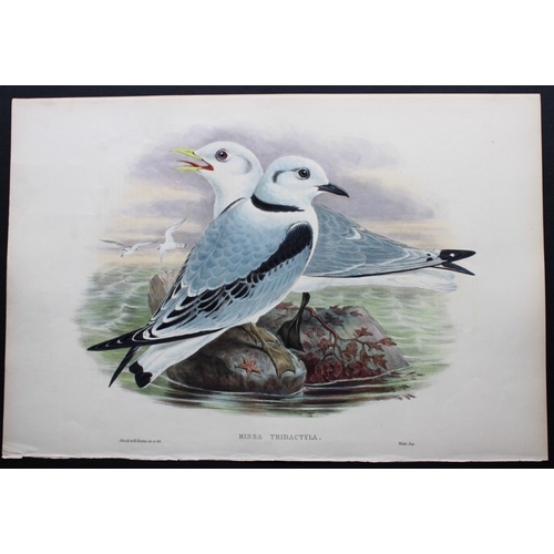 8028 - John Gould - Original lithograph of Kittiwake 1862-73.

This original lithograph of the Kittiwake (R... 