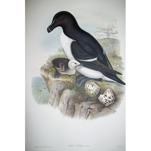 8029 - John Gould - Original lithograph of Razorbill 1862-73.

This original lithograph of the Razorbill (A... 