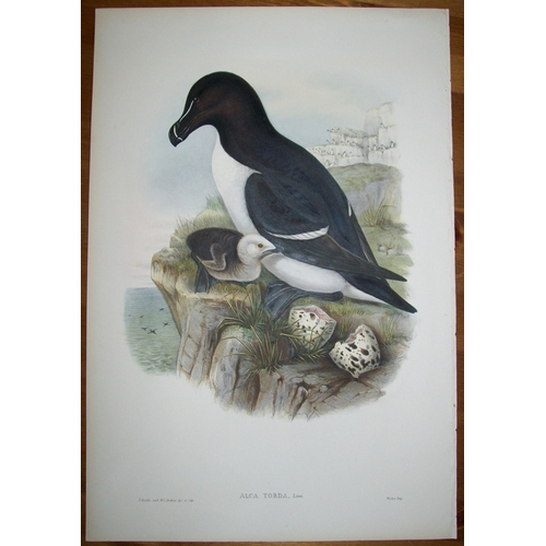 8029 - John Gould - Original lithograph of Razorbill 1862-73.

This original lithograph of the Razorbill (A... 