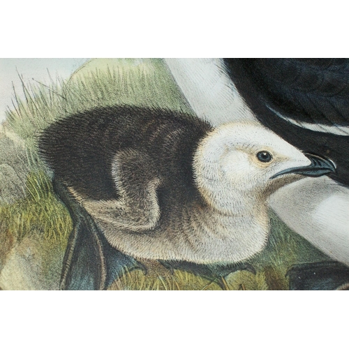 8029 - John Gould - Original lithograph of Razorbill 1862-73.

This original lithograph of the Razorbill (A... 