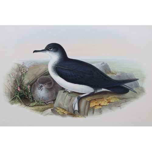 8030 - John Gould - Original lithograph of Manx Shearwater 1862-73.

This original lithograph of the Manx S... 