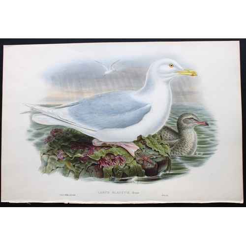 8033 - John Gould - Original lithograph of Glaucous Gull 1862-73.

This original lithograph of the Glaucous... 