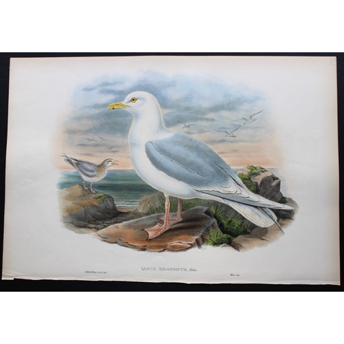 8034 - John Gould - Original lithograph of Iceland Gull 1862-73.

This original lithograph of the Iceland G... 