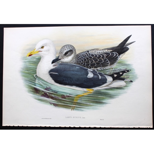 8035 - John Gould - Original lithograph of Lesser black-backed gull 1862-73.

This original lithograph of t... 