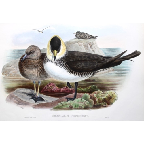 8038 - John Gould - Original lithograph of Pomatorhine Skua 1862-73.

This original lithograph of the Pomat... 