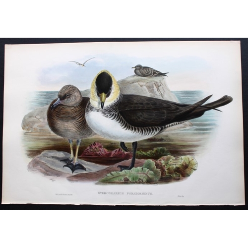 8038 - John Gould - Original lithograph of Pomatorhine Skua 1862-73.

This original lithograph of the Pomat... 