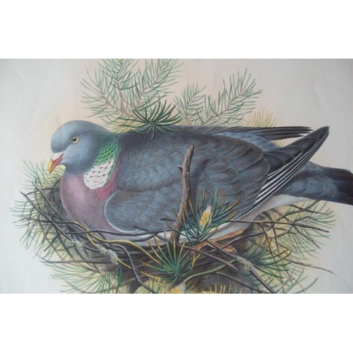 8040 - John Gould - Original lithograph of Wood Pigeon 1862-73.

This original lithograph of the Wood Pigeo... 