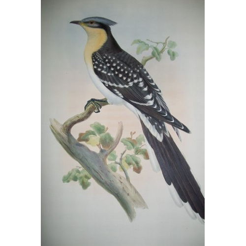 8041 - John Gould - Original lithograph of Great Spotted Cuckoo 1862-73.

This original lithograph of the G... 