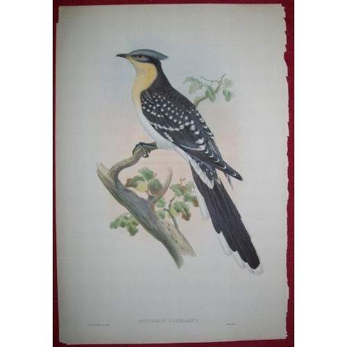 8041 - John Gould - Original lithograph of Great Spotted Cuckoo 1862-73.

This original lithograph of the G... 