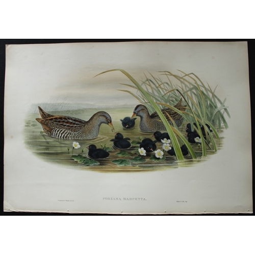 8042 - John Gould - Original lithograph of Spotted Crake 1862-73.

This original lithograph of the Spotted ... 