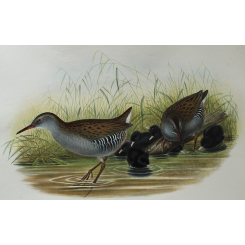 8043 - John Gould - Original lithograph of Water-Rail 1862-73.

This original lithograph of the Water-Rail ... 