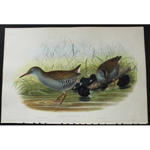 8043 - John Gould - Original lithograph of Water-Rail 1862-73.

This original lithograph of the Water-Rail ... 