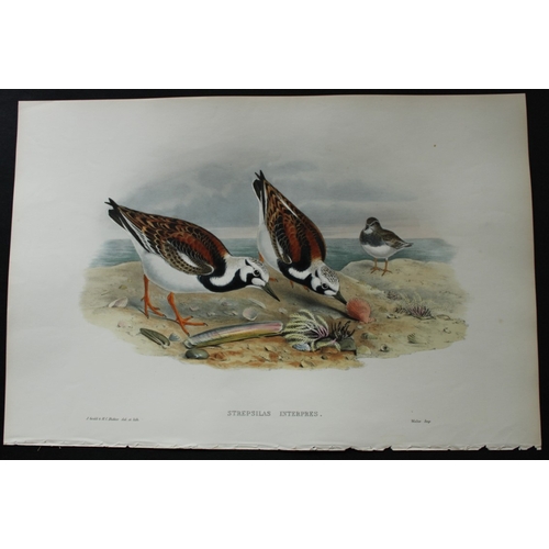 8044 - John Gould - Original lithograph of Turnstone 1862-73.

This original lithograph of the Turnstone (S... 