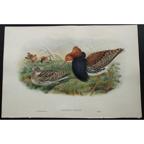 8046 - John Gould - Original lithograph of Ruff (Breeding plumage) 1862-73.

This original lithograph of th... 