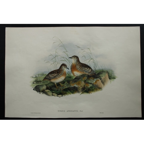 8047 - John Gould - Original lithograph of Andalusian Turnix 1862-73.

This original lithograph of the Anda... 