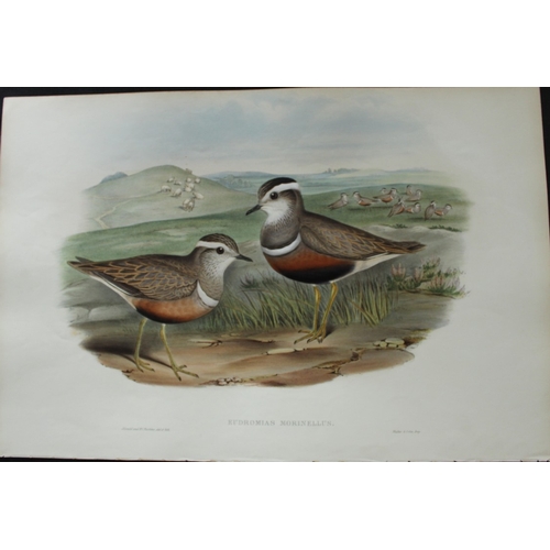 8048 - John Gould - Original lithograph of Dotterel 1862-73.

This original lithograph of the Dotterel (Eud... 