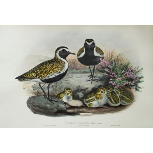 8049 - John Gould - Original lithograph of Golden Plover (Summer plumage) 1862-73.

This original lithograp... 