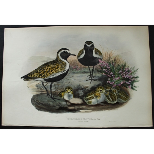 8049 - John Gould - Original lithograph of Golden Plover (Winter plumage) 1862-73.

This original lithograp... 