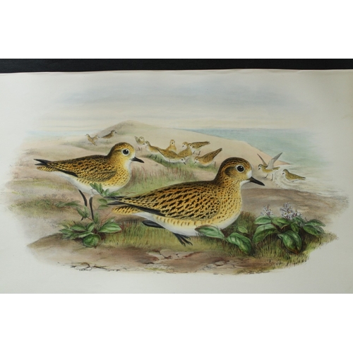 8050 - John Gould - Original lithograph of Golden Plover (Summer plumage) 1862-73.

This original lithograp... 