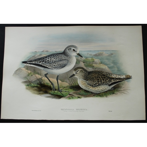 8052 - John Gould - Original lithograph of Grey Plover (Winter plumage) 1862-73.

This original lithograph ... 