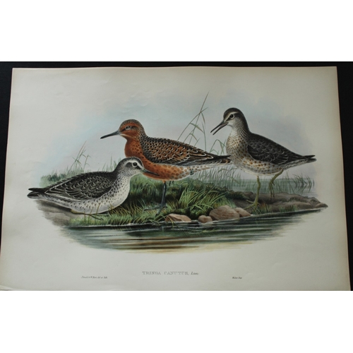 8054 - John Gould - Original lithograph of Knot 1862-73.

This original lithograph of the Knot (Tringa canu... 