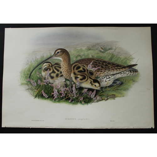 8055 - John Gould - Original lithograph of Curlew 1862-73.

This original lithograph of the Curlew (Numeniu... 