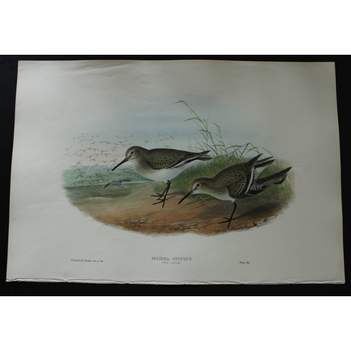 8056 - John Gould - Original lithograph of Dunlin (Summer plumage) 1862-73.

This original lithograph of th... 