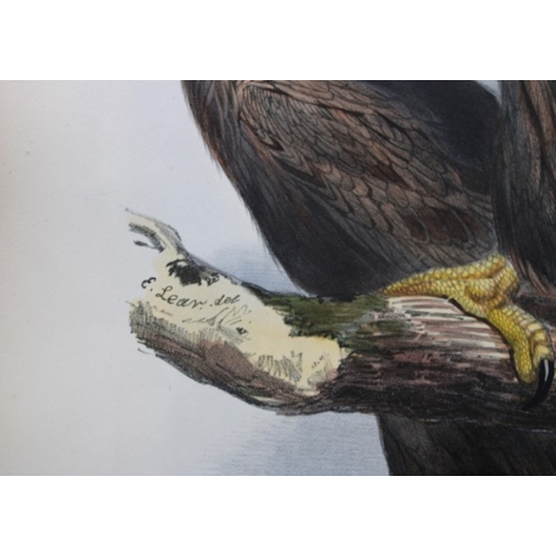 8059 - John Gould - Original lithograph of Sea Eagle by Edward Lear 1832-37.

This original lithograph of t... 