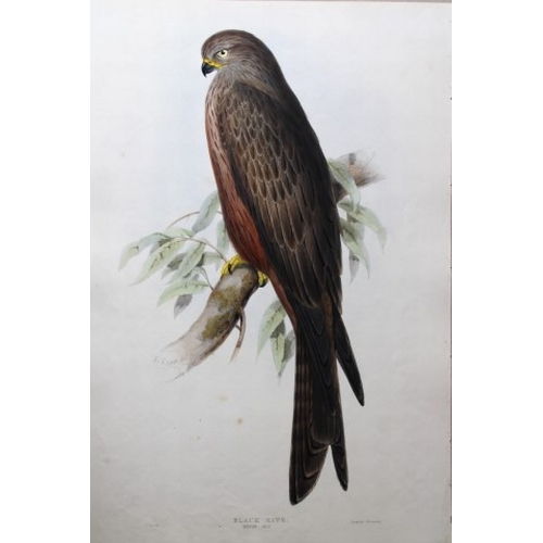 8060 - John Gould - Original lithograph of Black Kite by Edward Lear 1832-37.

This original lithograph of ... 