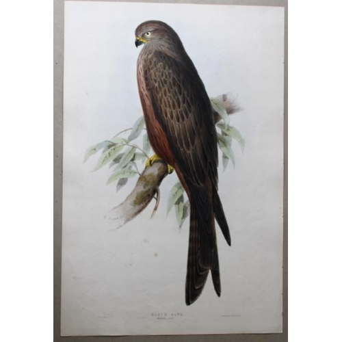 8060 - John Gould - Original lithograph of Black Kite by Edward Lear 1832-37.

This original lithograph of ... 