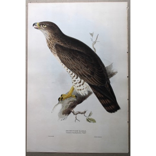 8061 - John Gould - Original lithograph of Short-toed Eagle by Edward Lear 1832-37.

This original lithogra... 