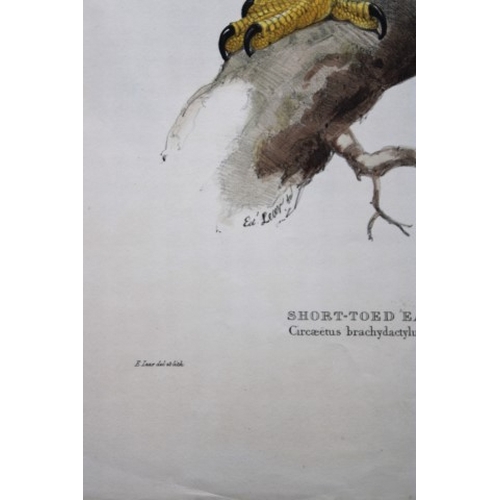 8061 - John Gould - Original lithograph of Short-toed Eagle by Edward Lear 1832-37.

This original lithogra... 