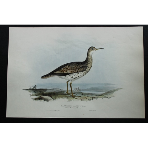 8062 - John Gould - 2 original lithographs of Sandpipers 1832-37.

These original lithographs of Bartram's ... 