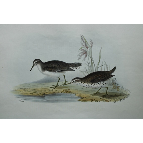 8062 - John Gould - 2 original lithographs of Sandpipers 1832-37.

These original lithographs of Bartram's ... 